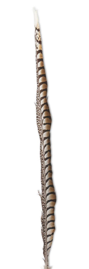 25-30 Inch Lady Amherst Pheasant Feather