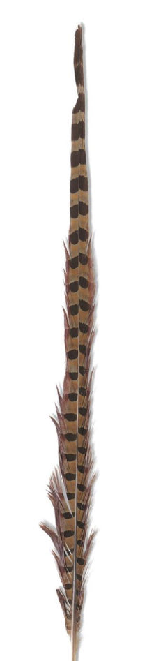 16-18 Inch Ring Neck Feather