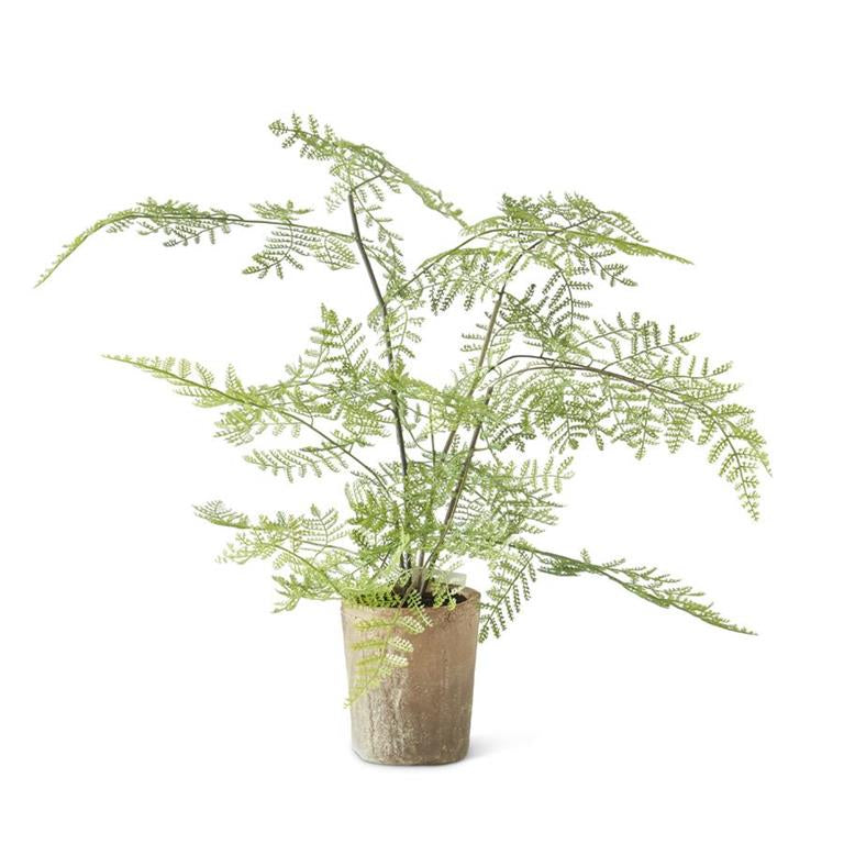 21” Fern in Ceramic Pot